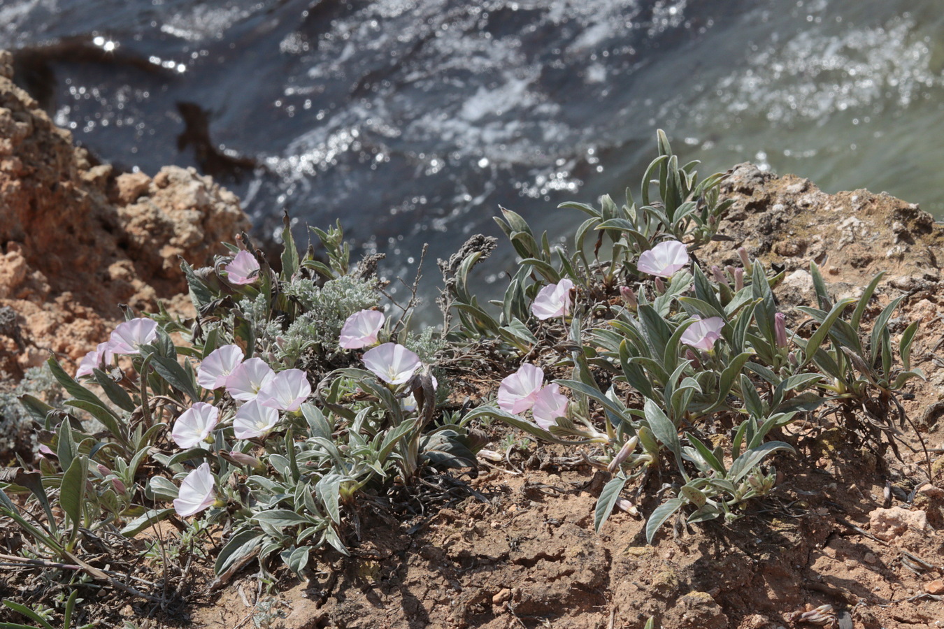 Изображение особи Convolvulus lineatus.