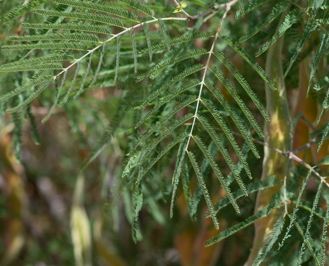 Image of Senegalia berlandieri specimen.
