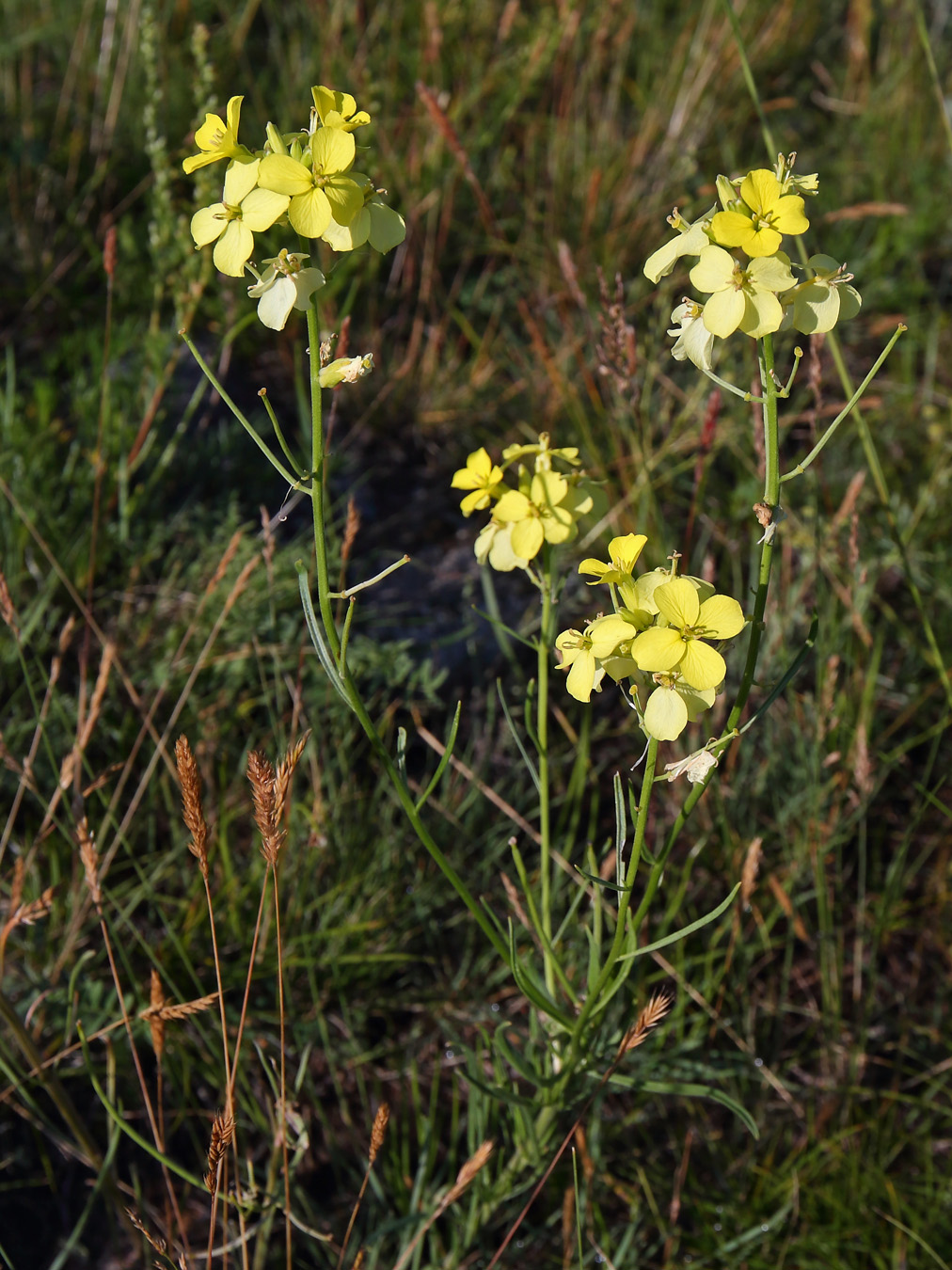 Изображение особи Erysimum flavum.