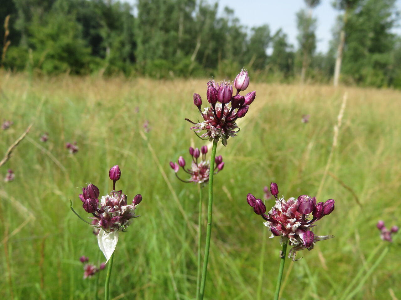 Image of Allium vineale specimen.