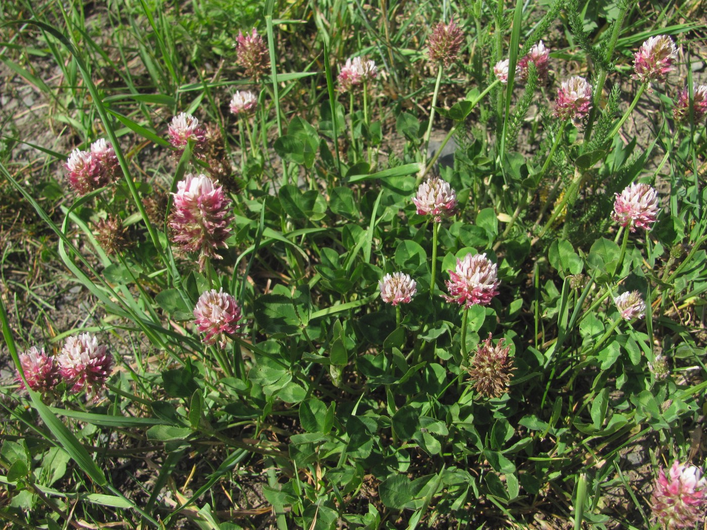 Изображение особи Trifolium ambiguum.