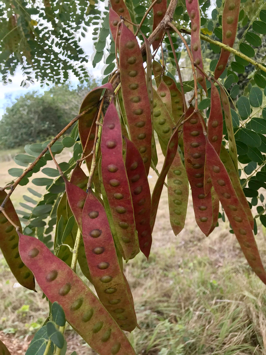 Image of Albizia procera specimen.