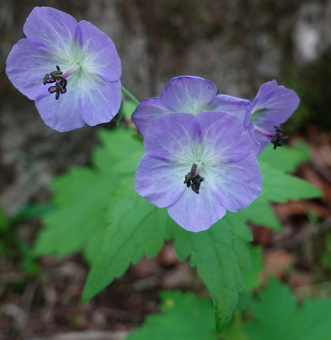 Image of Geranium platyanthum specimen.