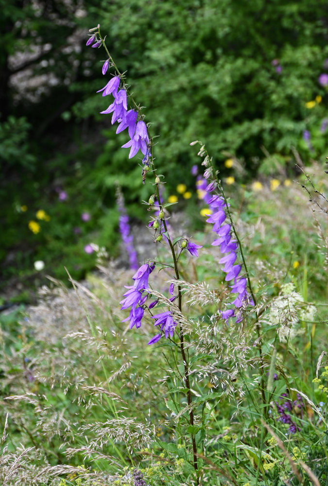 Изображение особи Campanula rapunculoides.