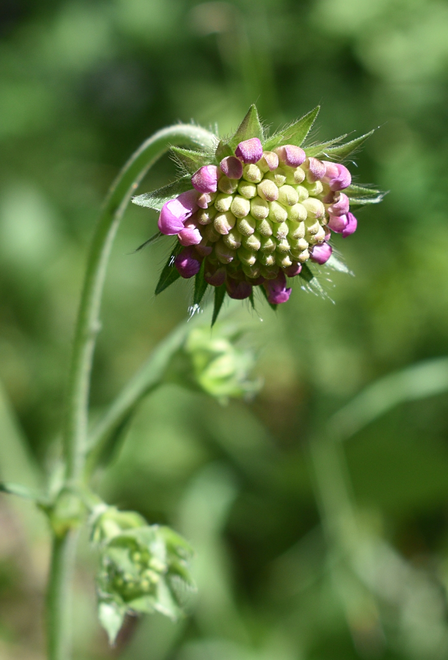 Image of Knautia arvensis specimen.