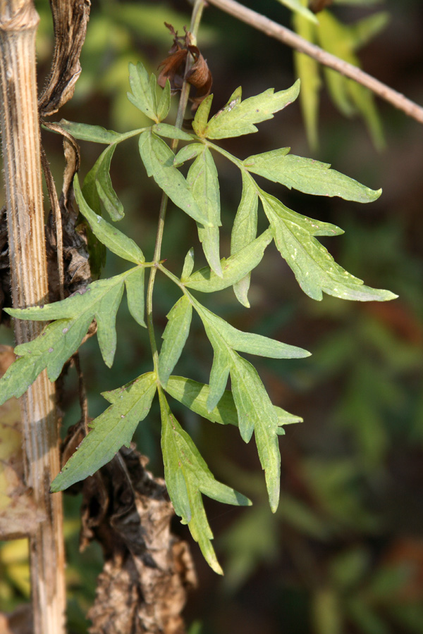 Image of Sambucus nigra f. laciniata specimen.