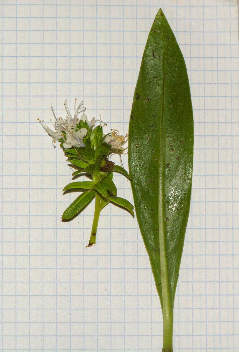 Image of Echium decaisnei specimen.