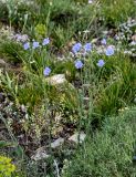 род Linum. Цветущие растения в сообществе с Onobrychis cornuta, Euphorbia и Alyssum. Армения, обл. Гегаркуник, берег оз. Севан, гора Артаниш, ≈ 2200 м н.у.м., луговой склон. 23.06.2022.