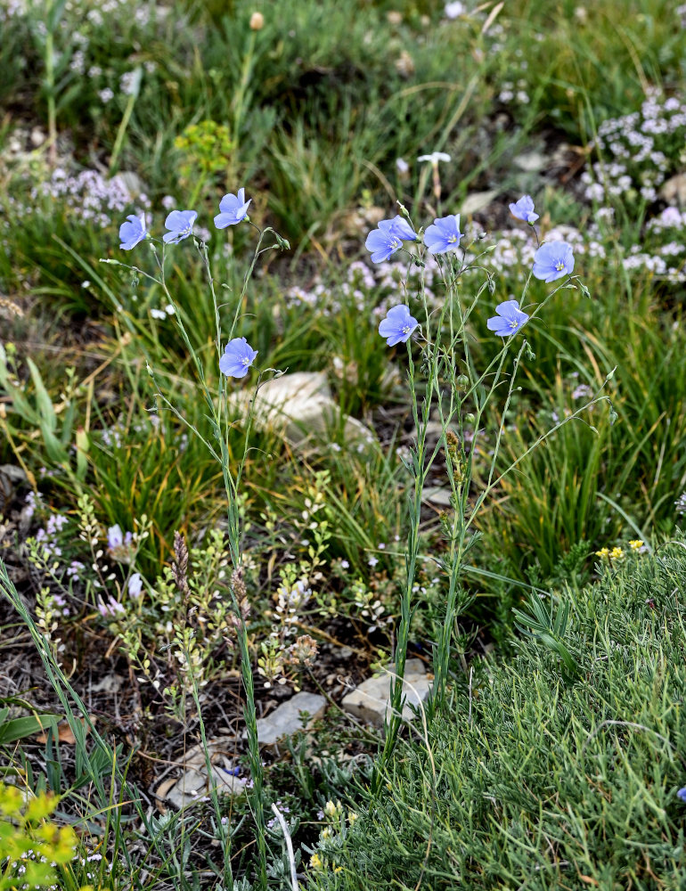 Image of genus Linum specimen.