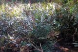 Смотреть изображение класс Polypodiopsida