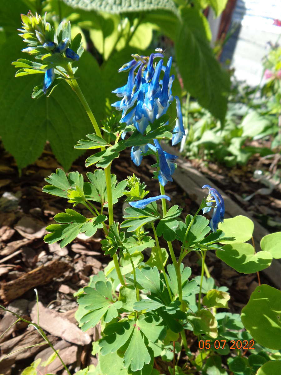 Изображение особи Corydalis elata.