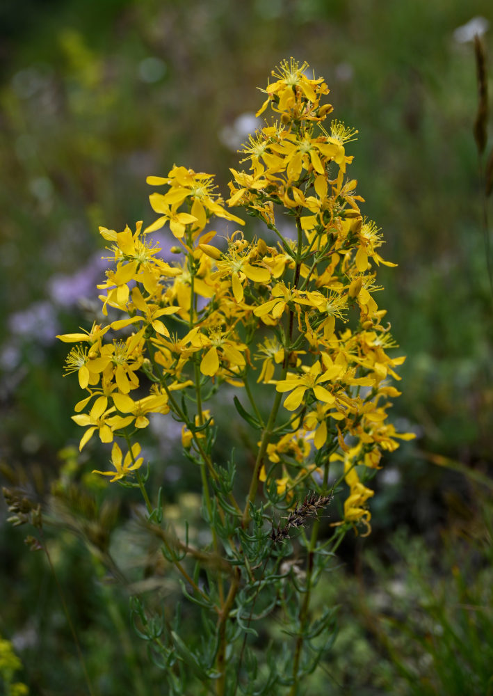 Image of Hypericum elongatum specimen.