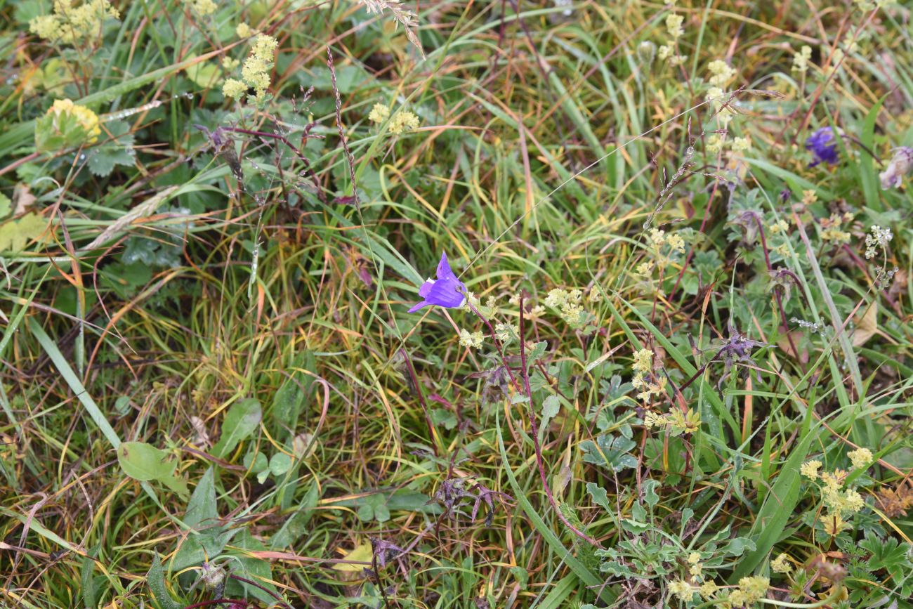 Изображение особи Campanula bellidifolia.