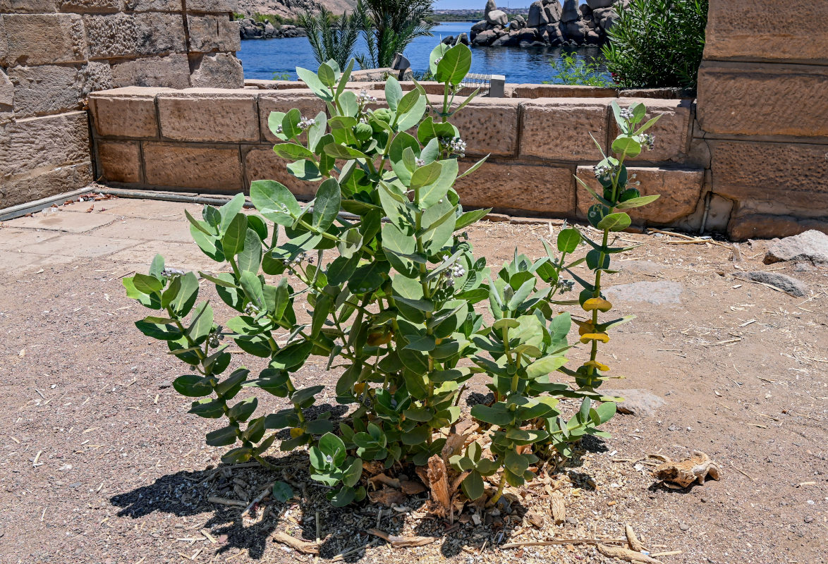 Изображение особи Calotropis procera.