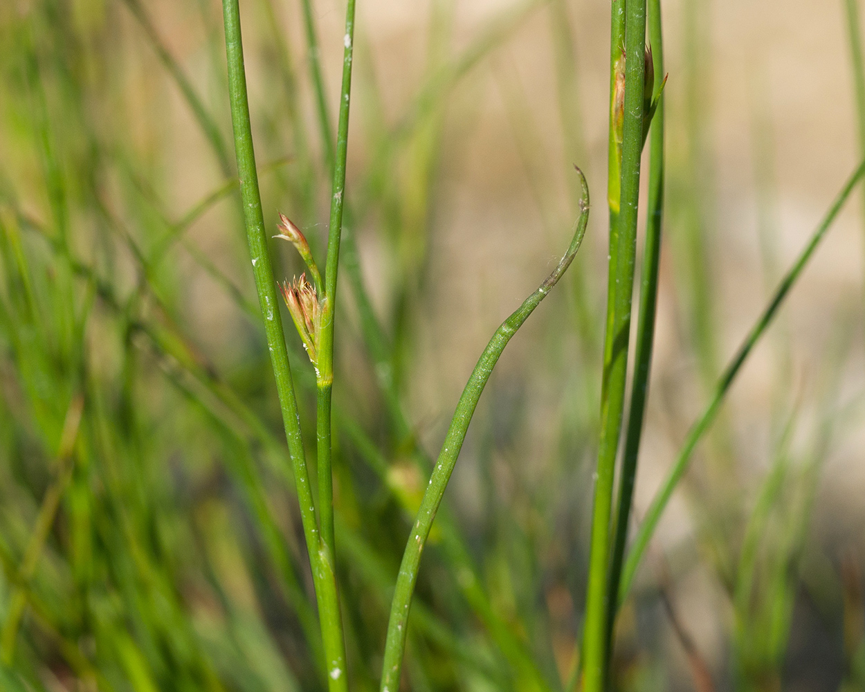 Image of genus Juncus specimen.