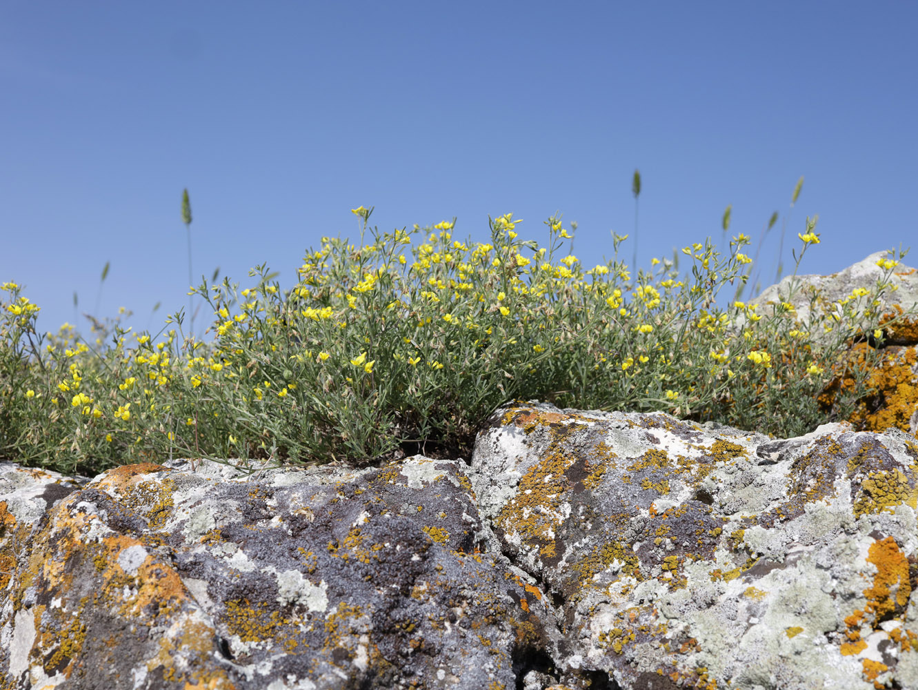 Изображение особи Medicago rupestris.