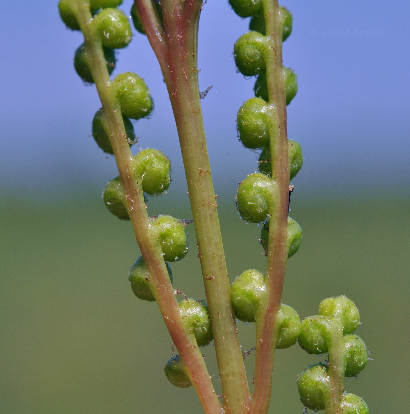 Изображение особи Onoclea sensibilis.