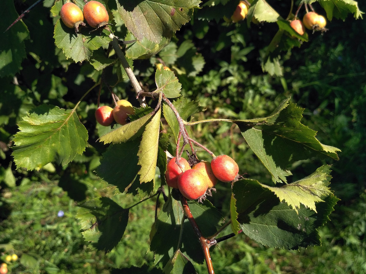 Изображение особи род Crataegus.