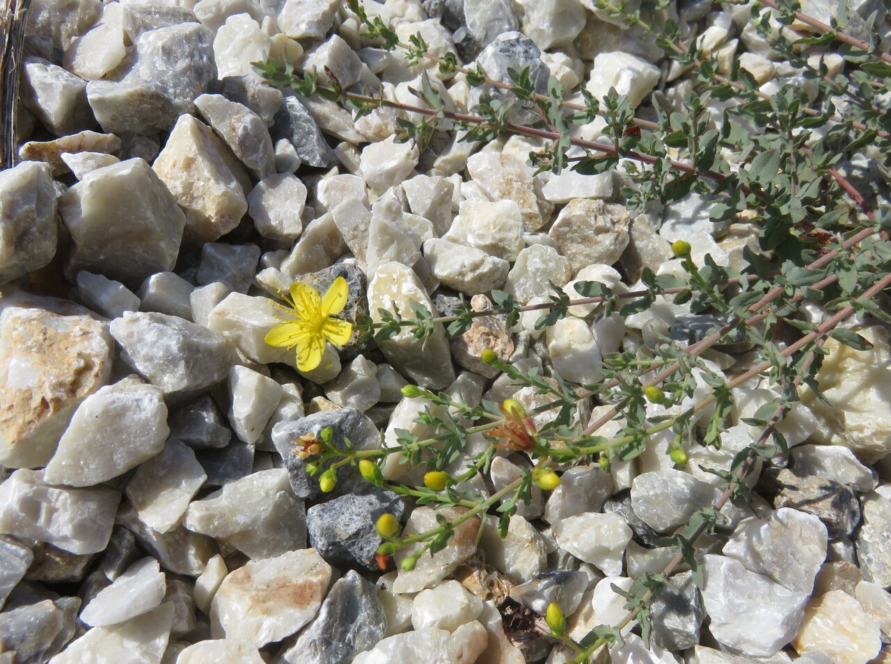 Image of Hypericum triquetrifolium specimen.