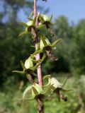 Campanula rapunculoides