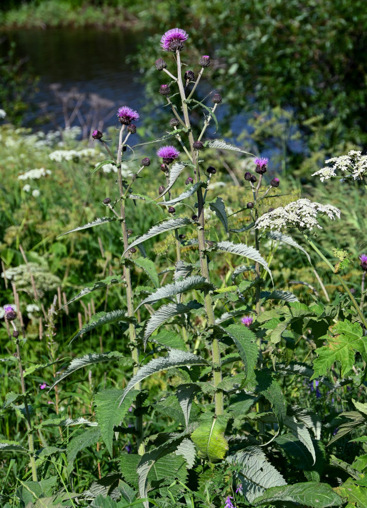 Image of Cirsium helenioides specimen.