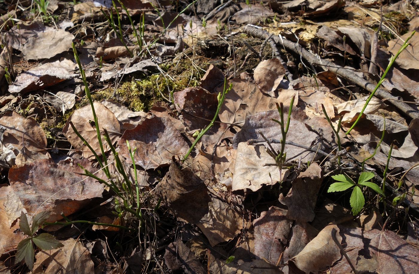 Image of Vaccinium myrtillus specimen.