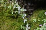 род Epilobium