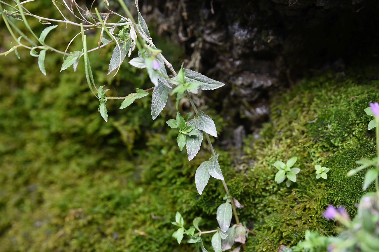 Изображение особи род Epilobium.