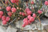 Ephedra distachya