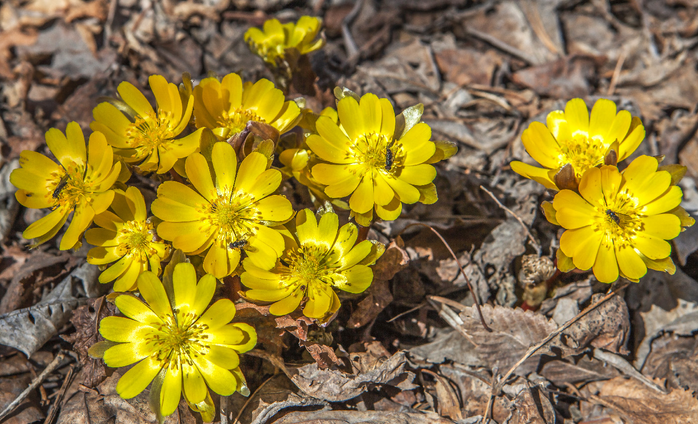 Изображение особи Adonis amurensis.