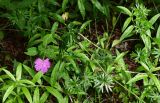 Geranium sanguineum. Верхушка цветущего растения. Грузия, Самцхе-Джавахети, национальный парк \"Боржоми-Харагаули\", опушка широколиственного леса. 11.06.2023.