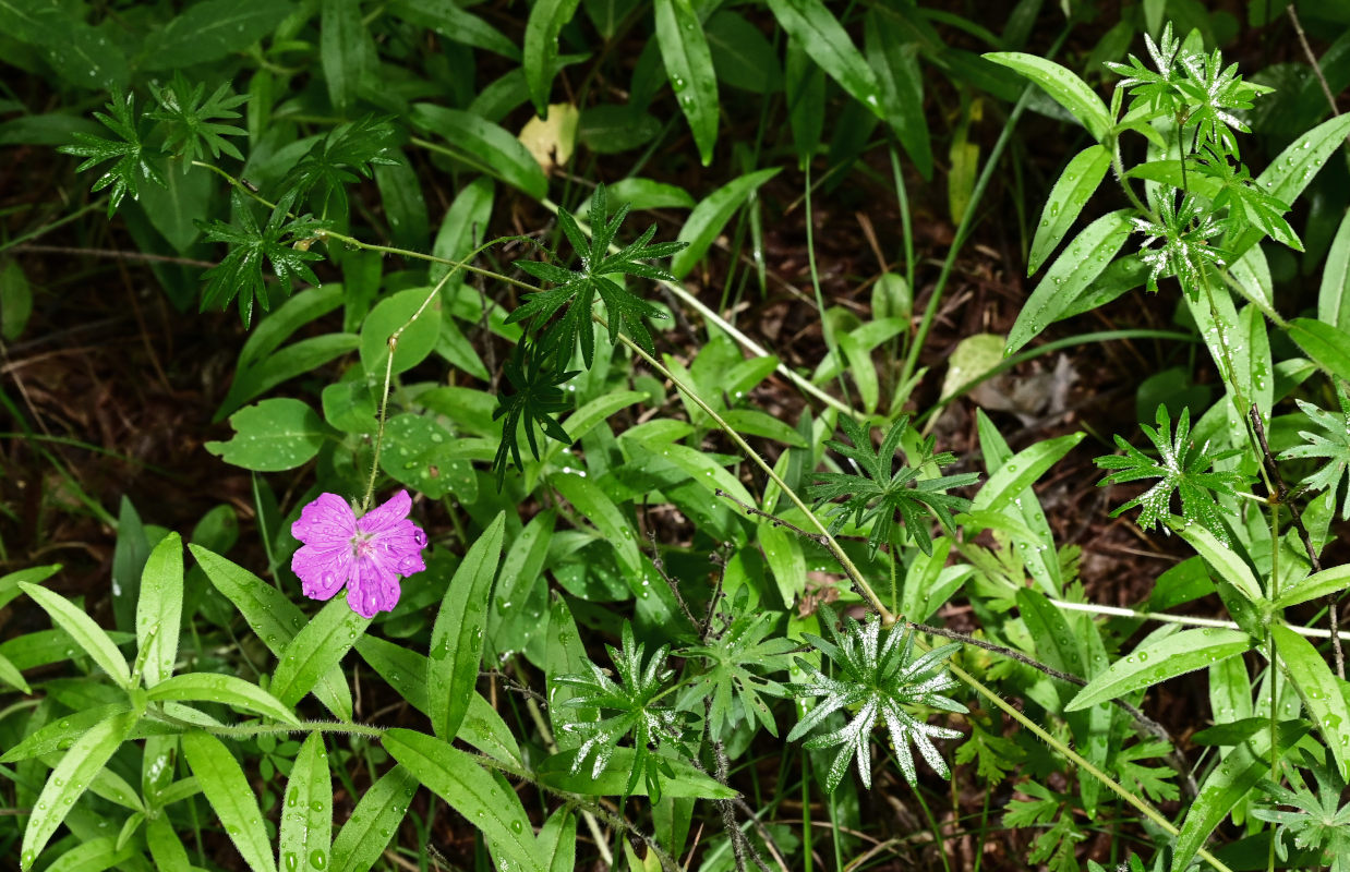 Изображение особи Geranium sanguineum.