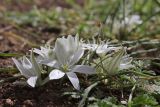 Ornithogalum refractum