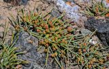 genus Ephedra. Растения с макростробилами. Киргизия, Ошская обл., Памир, Заалайский хр., долина р. Ачик-Таш, ≈ 3600 м н.у.м., каменистый склон. 03.07.2022.