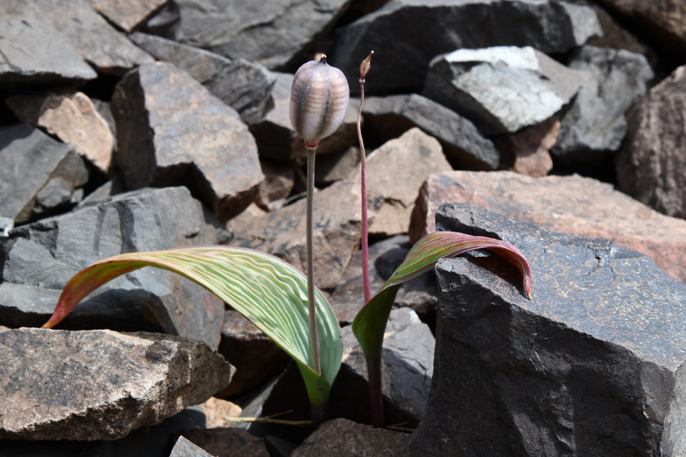 Image of Tulipa regelii specimen.