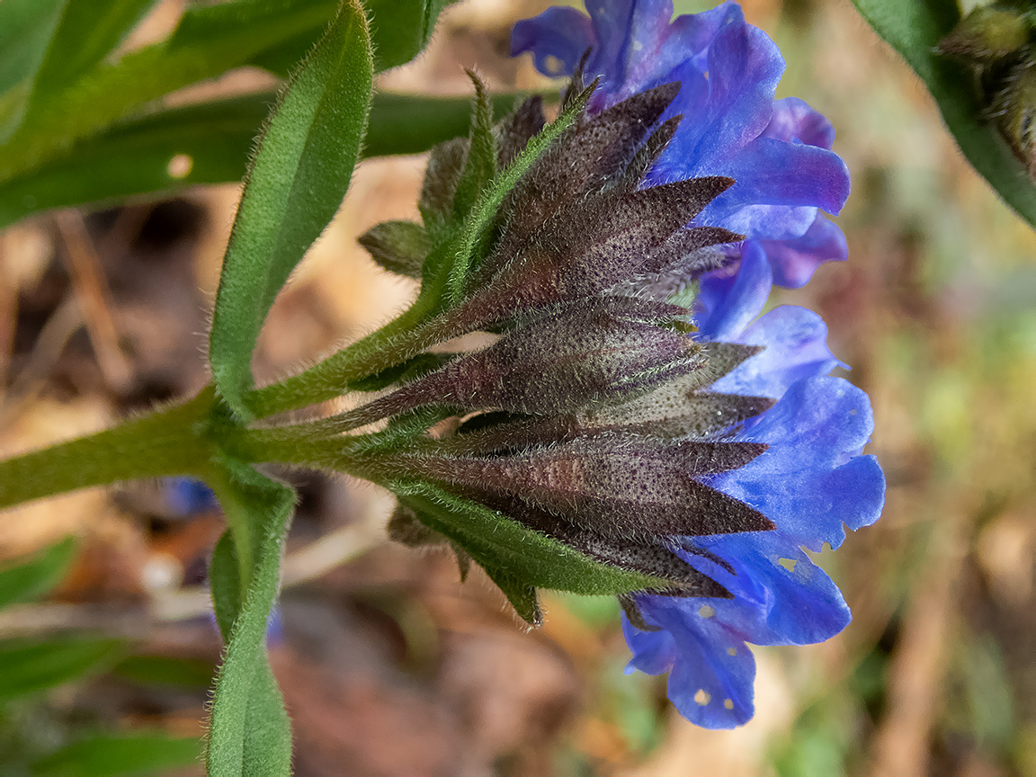 Image of Pulmonaria angustifolia specimen.