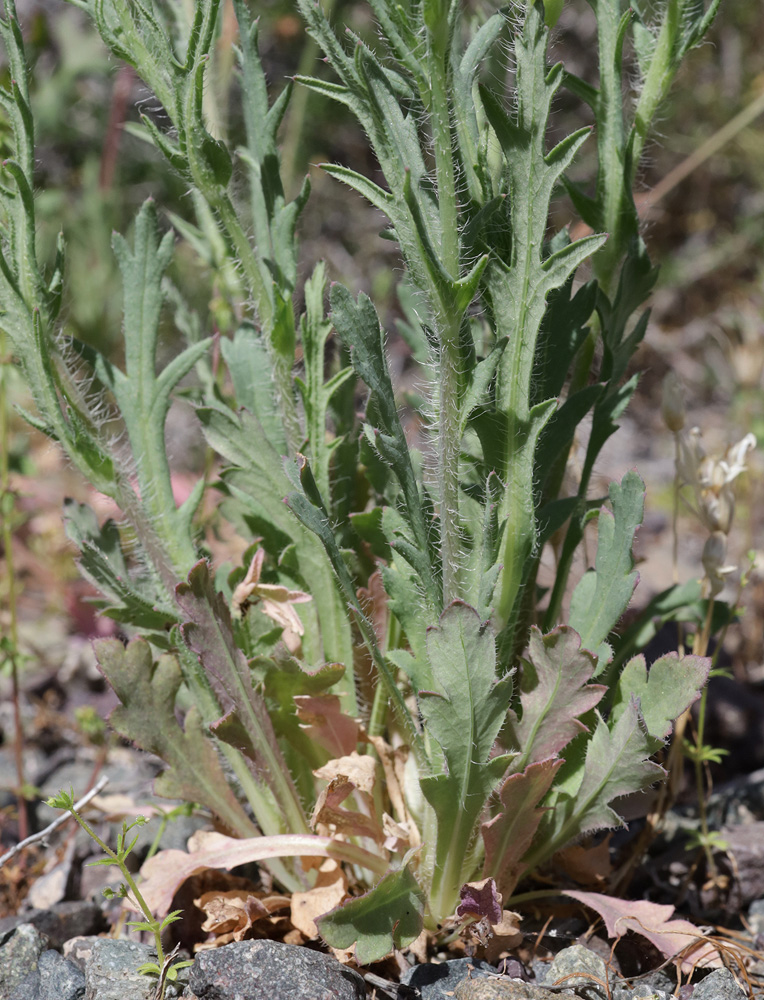 Изображение особи Papaver litwinowii.