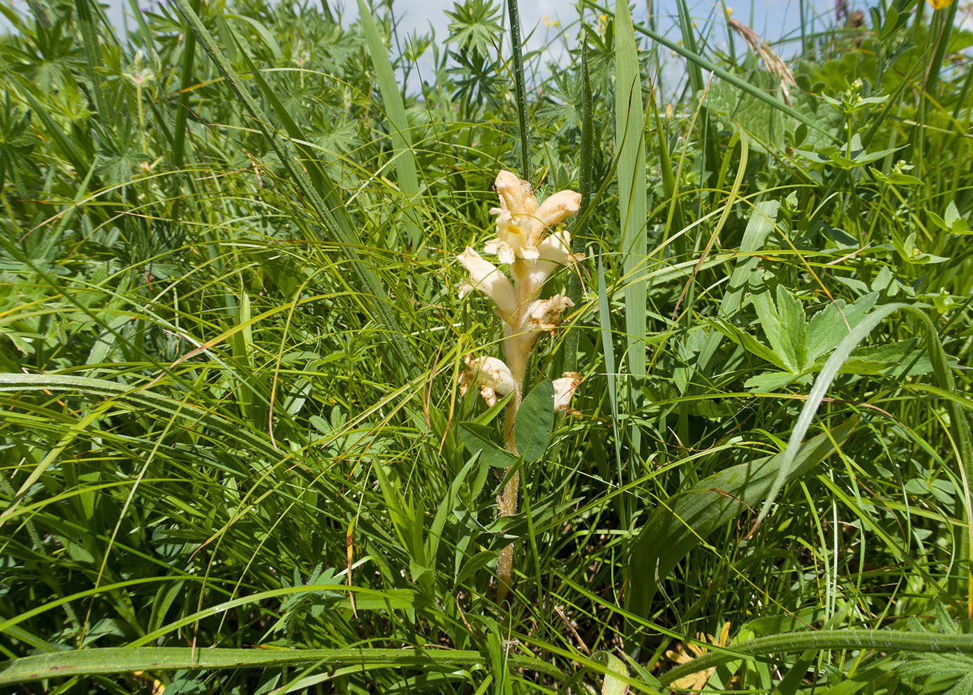 Image of Orobanche owerinii specimen.