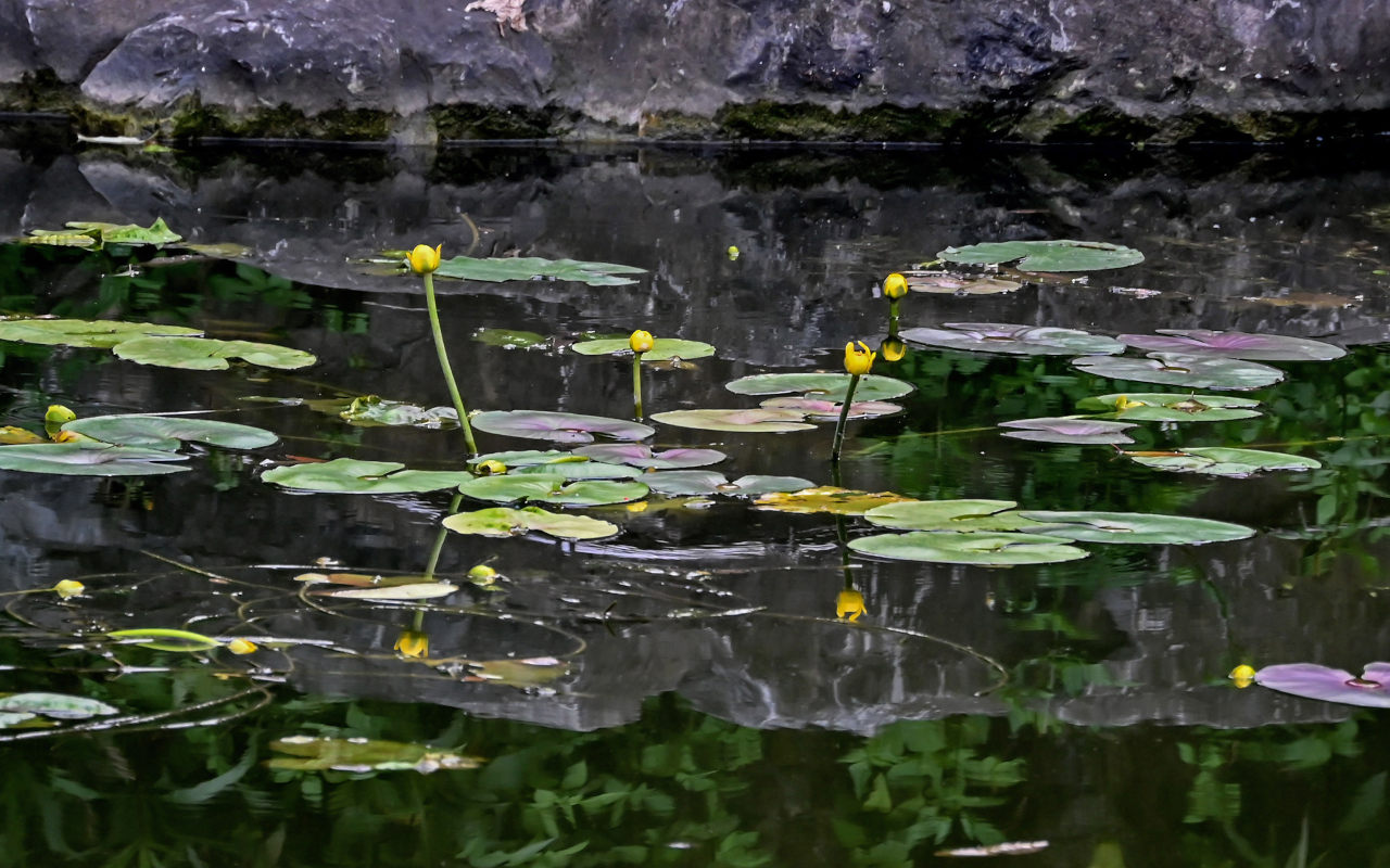 Image of Nuphar pumila ssp. sinensis specimen.