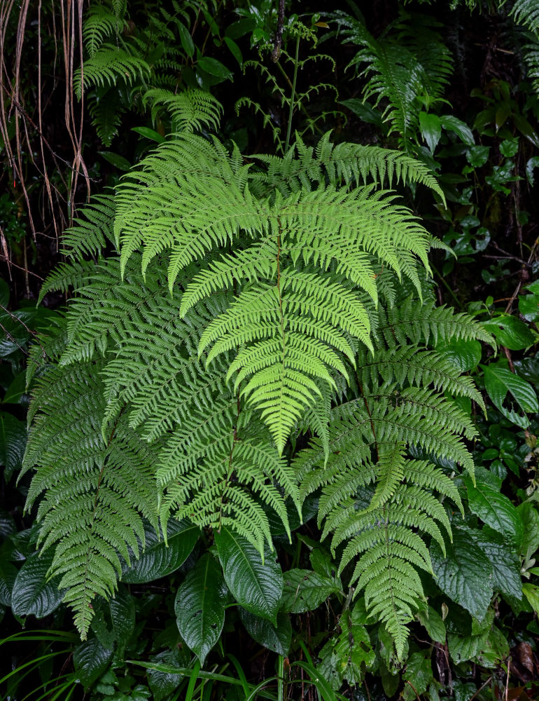 Изображение особи Macrothelypteris torresiana.