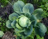 Brassica oleracea разновидность capitata. Кочан в розетке прикорневых листьев (погрызены). Московская обл., окр. г. Электрогорск, дачный участок, в культуре. 10.08.2024.