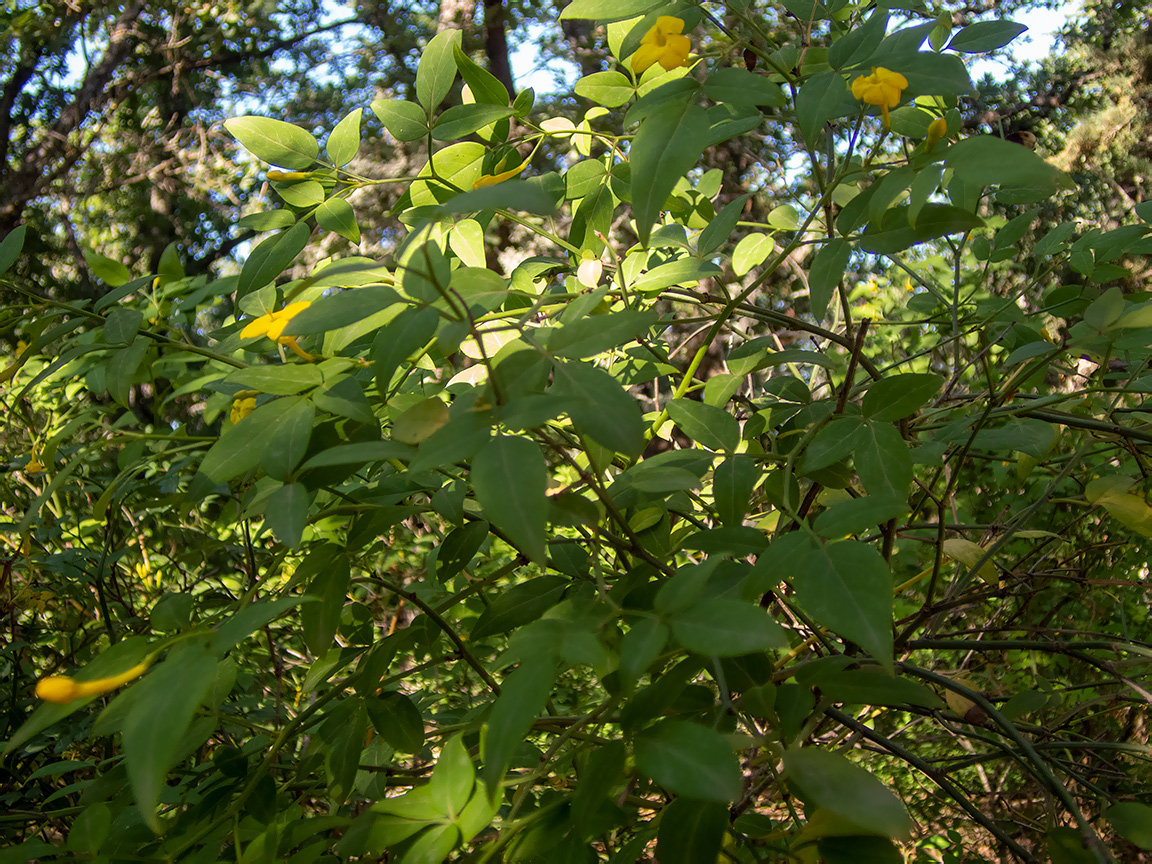 Изображение особи род Jasminum.