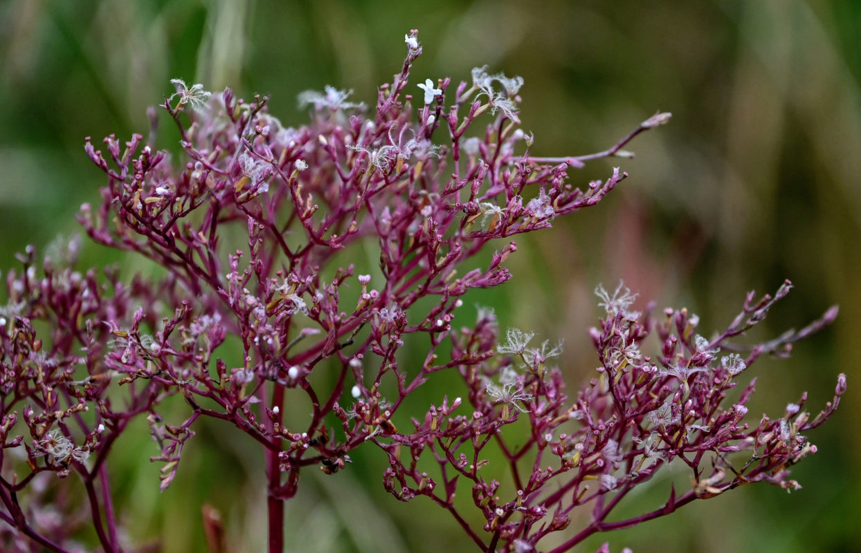 Image of Valeriana officinalis specimen.