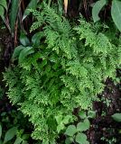 Selaginella uncinata