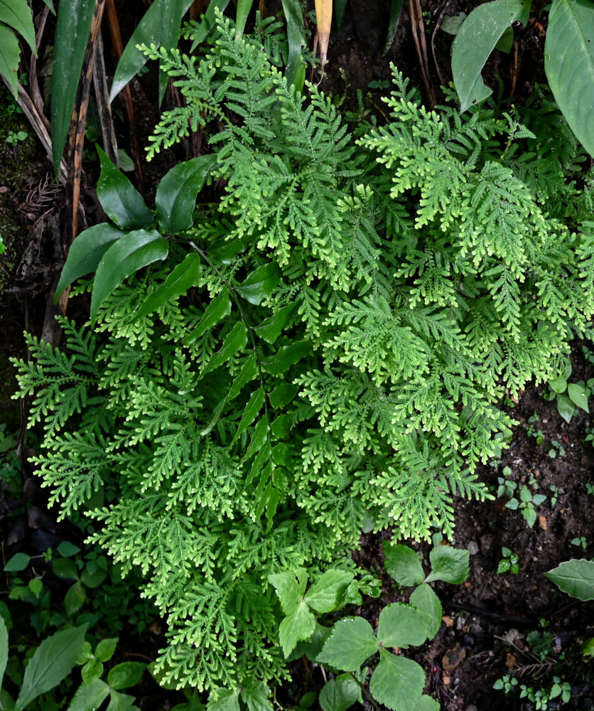 Изображение особи Selaginella uncinata.