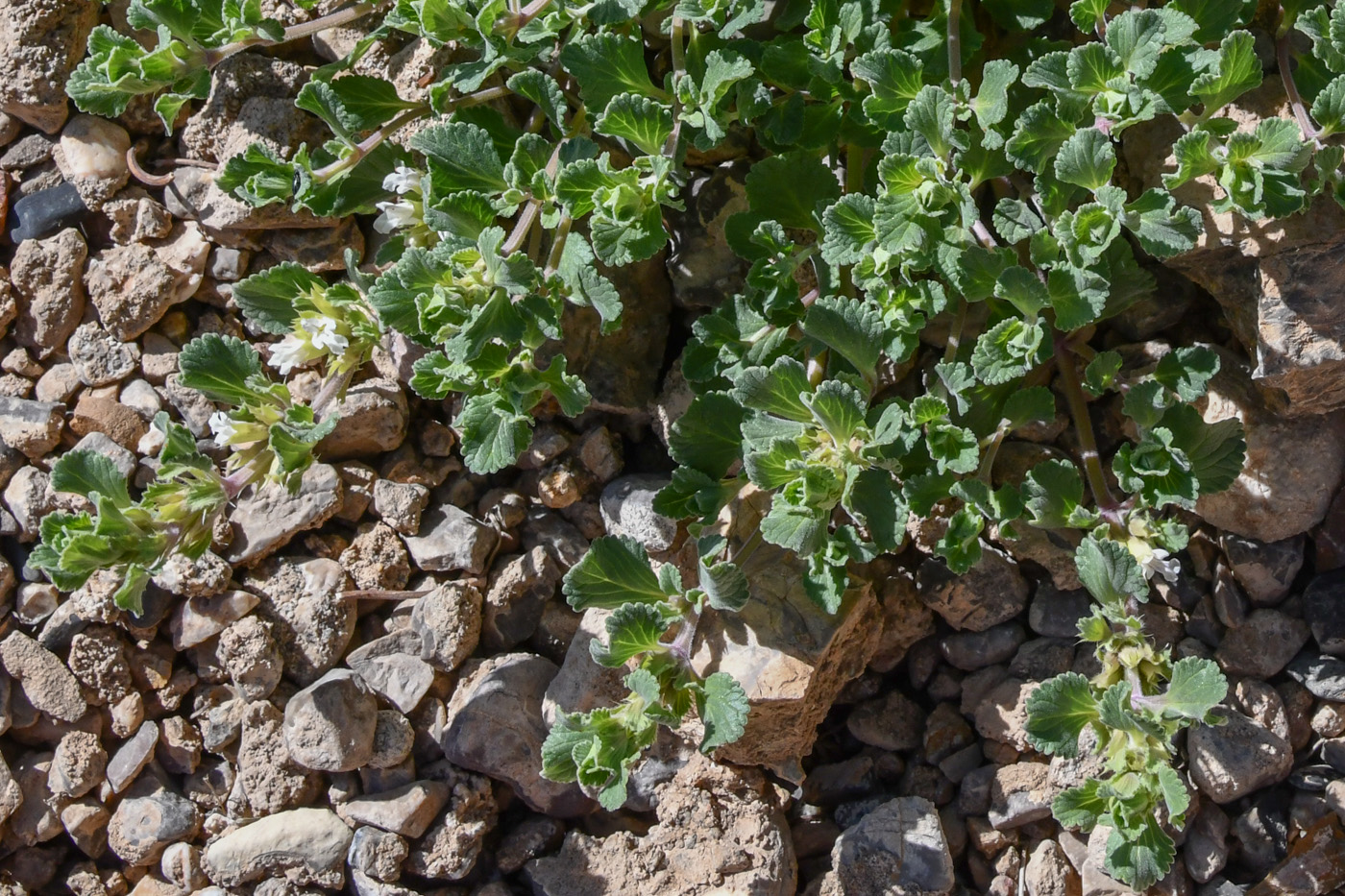 Изображение особи Dracocephalum heterophyllum.