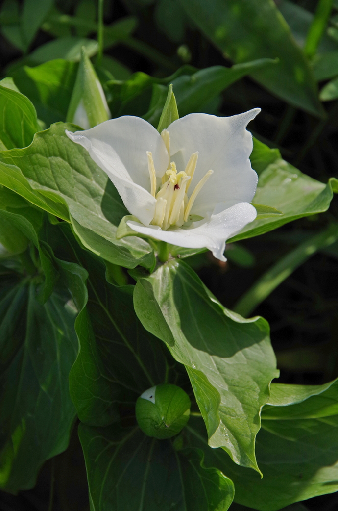 Image of Trillium grandiflorum specimen.