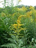 Solidago canadensis