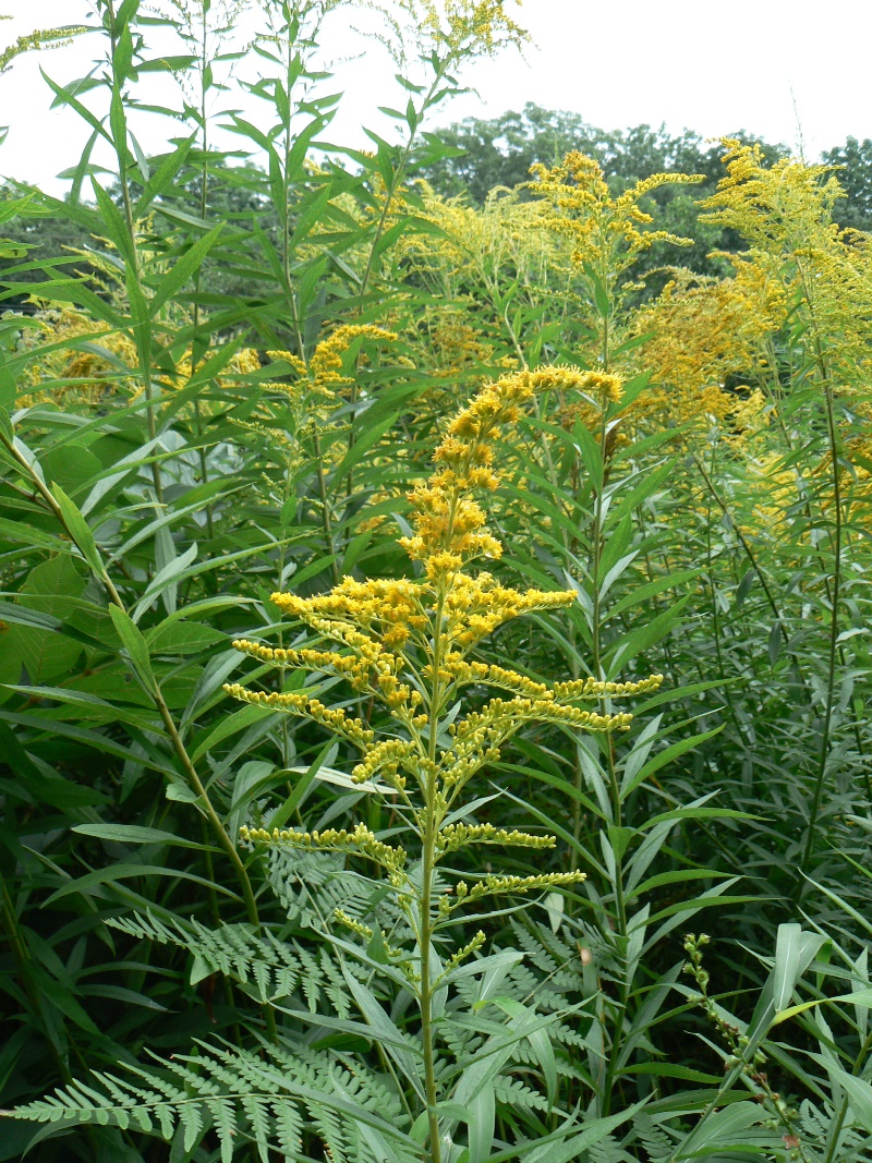 Изображение особи Solidago canadensis.