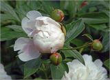 Paeonia lactiflora. Раскрывающийся цветок, бутоны и листья. Московская обл., Раменский р-н, окр. дер. Хрипань, садовый участок. 12.06.2024.